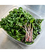 Micropousses - Brocoli et Radis (50g)