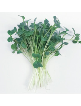 Kale Microgreens