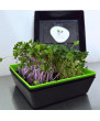 Plateaux pour micropousses - Petit