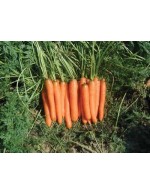 Sweet carrots  – organic