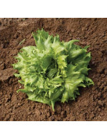 Crisphead Lettuce – organic
