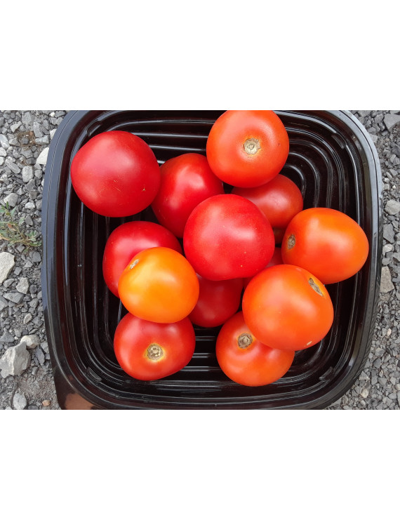 Round saladette tomatoes – organic