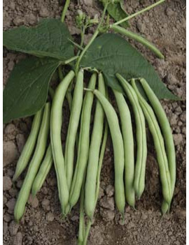 Green beans – organic