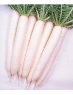 Daikon radish – organic Sold by weight