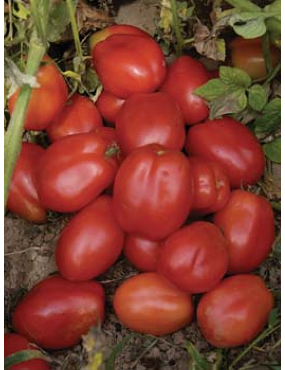 Roma italien tomatoe – organic