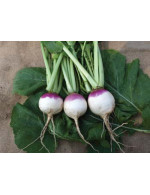 White Turnip – organic Sold by weight