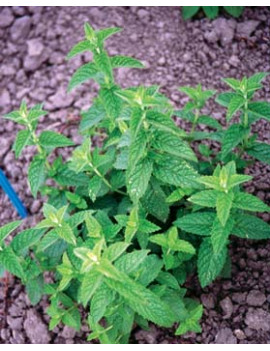 Menthe verte biologique