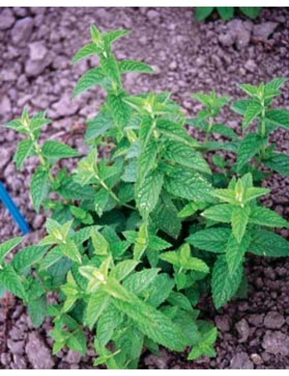 Menthe verte biologique