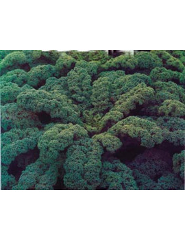 Chou Kale biologique