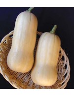 Butternut Squash – organic Sold by weight