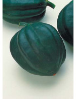Acorn Squash – organic Sold by weight