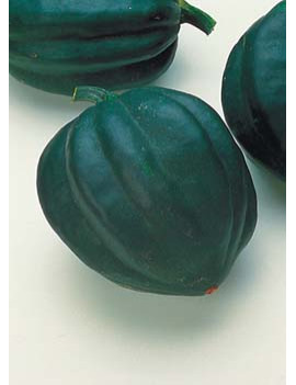 Acorn Squash – organic Sold by weight