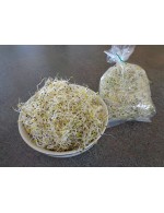 Alfalfa sprouts – organic