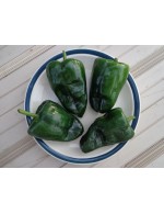 Ancho Poblano pepper – organic