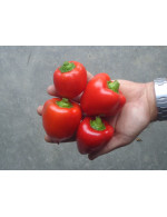 Sweet Slasa pepper – organic