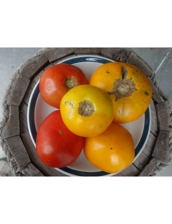 Yellow and red field tomatoes – organic