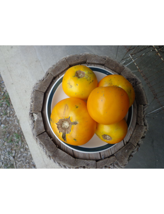 Yellow field tomatoes – organic