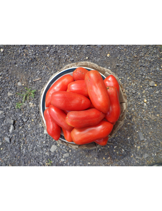 San Marzano italien tomatoe – organic