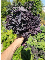 Chou Kale rouge frisé biologique