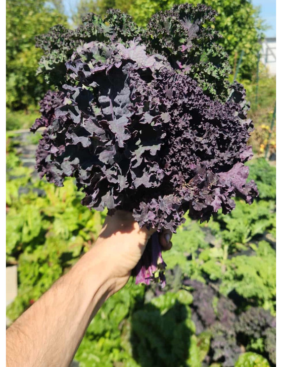 Chou Kale rouge frisé biologique