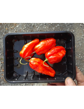 Roulette mild peppers – organic