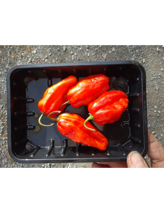 Piment doux Roulette biologiques