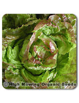 Boston Pirat lettuce – organic