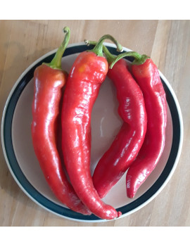 Sweet Paprika pepper – organic
