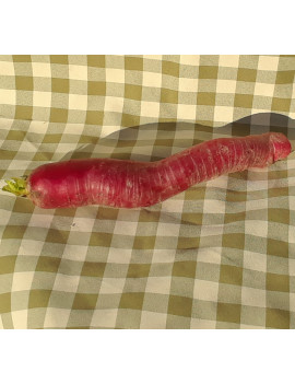 Ostergruss radish – organic