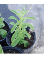 Stevia leaves – organic