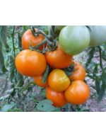Tomate 'Orange Queen' en plant