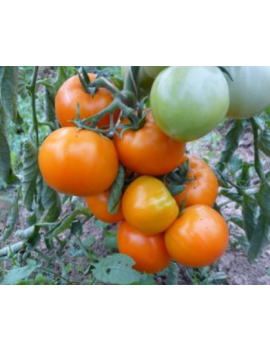 Tomate 'Orange Queen' en plant