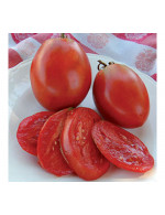 Tomate italienne 'Amish' en plant