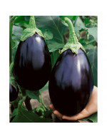 Eggplant  'Black Beauty' plant