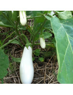 Eggplant 'Casper' plant