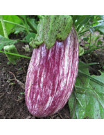 Eggplant 'Apple Green' plant
