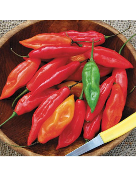 Habanero Hot pepper plant 'Maya'