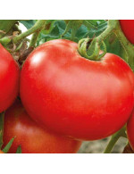 Tomate 'Merveille des Marchés' en plant