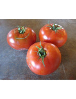 Tomate 'Montreal Tasty' en plant