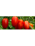 Tomate italienne 'Roma' en plant