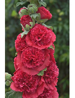 Hollyhock 'Rosy red double' plant