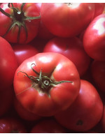 Tomate 'savignac' en plant