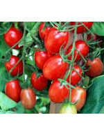 Tomate 'Red Pearl' en plant