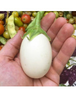 Eggplant 'Mini Bambino' plant