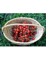 Tomate cerise 'Math's Wild cherry' en plant
