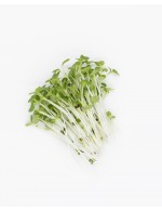 Boccoli micro-greens freshly cut
