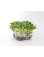 Broccoli Micro-greens on soil