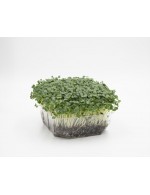 Green Kale micro-green on soil