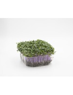 Purple kohlrabi Micro-green on soil
