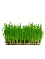  Wheat Grass precut bag og 250g
